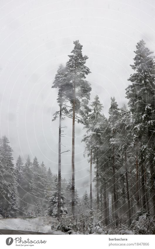 erster Schnee im Schwarzwald Landschaft Urelemente Wassertropfen Himmel Winter Klima Schneefall Wald Autofahren Straße Autofenster Glas grau schwarz weiß
