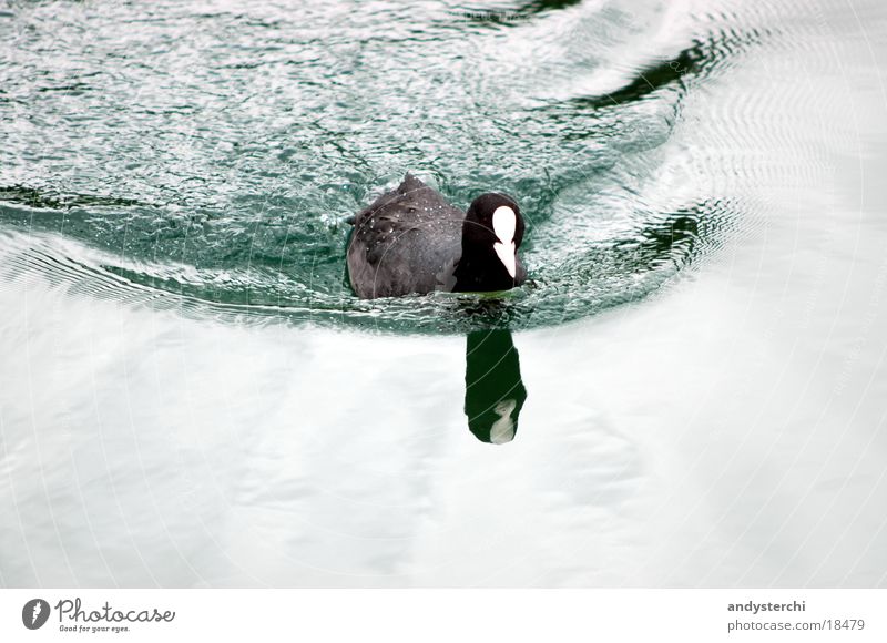 Taucherli See Teich kalt schwarz Vogel Wellen Verkehr taucherli Ente Wasser grüen spiegeling Im Wasser treiben Schwimmen & Baden