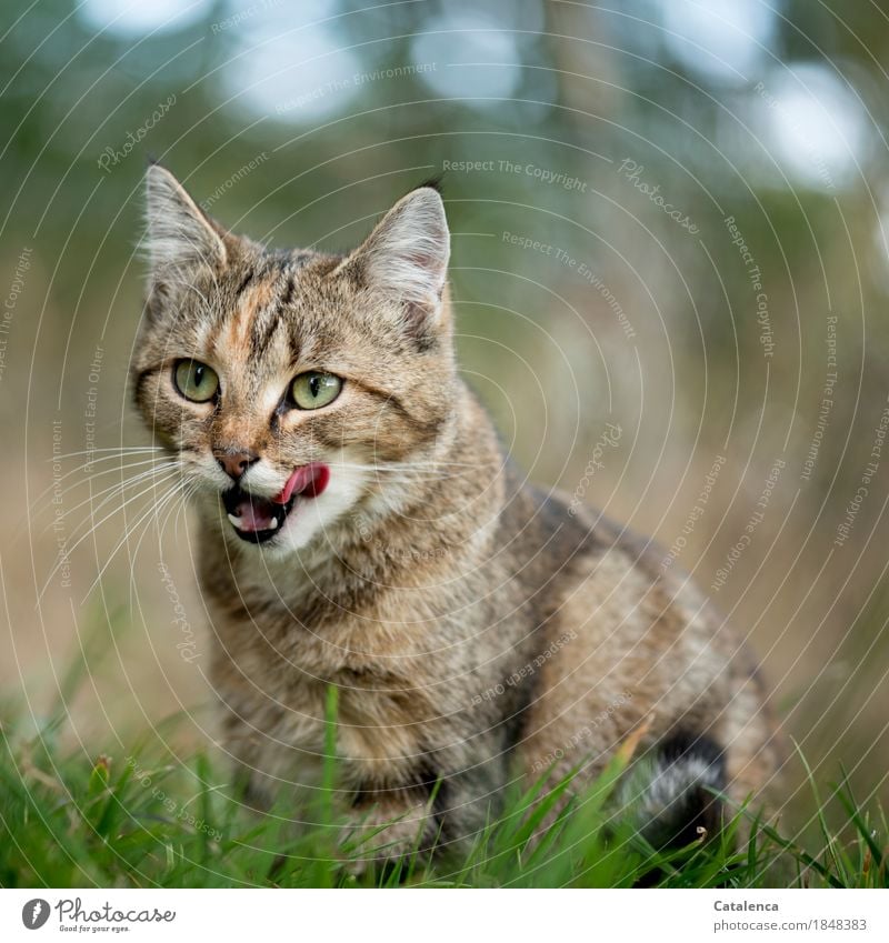 Hunger, kleines Tigerkätzchen streckt die Zunge heraus Natur Pflanze Tier Himmel Sommer Gras Wiese Haustier Katze 1 beobachten ästhetisch sportlich schön