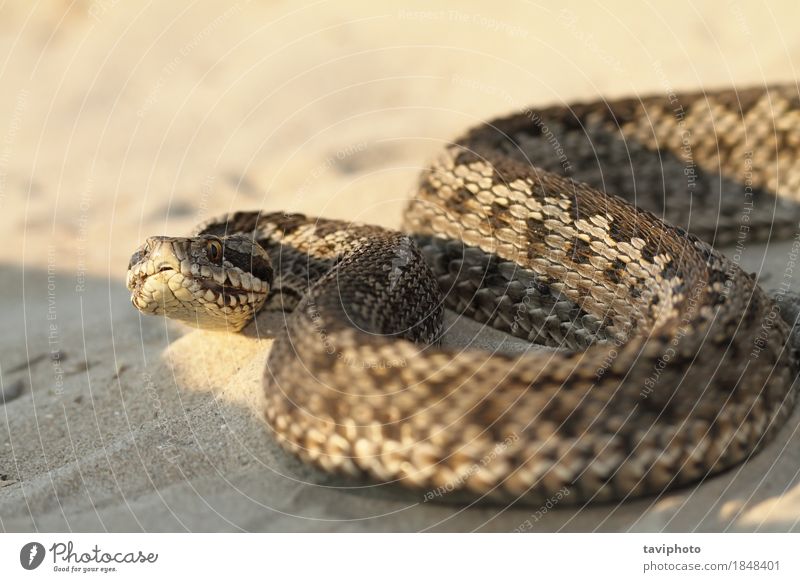 Nahaufnahme der weiblichen moldavischen Wiesenviper schön Frau Erwachsene Natur Tier Schlange gruselig natürlich wild braun Angst gefährlich Farbe Reptil Gift
