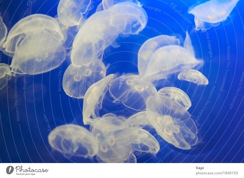 Weiße Quallen im blauen Ozeanwasser exotisch Meer Umwelt Natur Tier Wasser Wildtier Aquarium Tiergruppe Schwarm Rudel weiß gefährlich Medusenhaupt Götterspeise