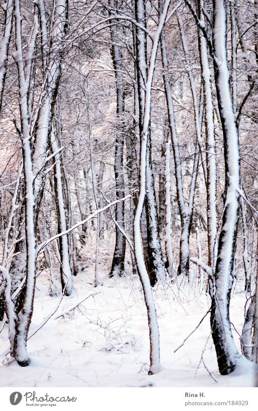 Birken im Schnee Gedeckte Farben Dämmerung Schwache Tiefenschärfe Zentralperspektive Natur Landschaft Eis Frost Wald kalt schwarz weiß Gefühle Lebensfreude