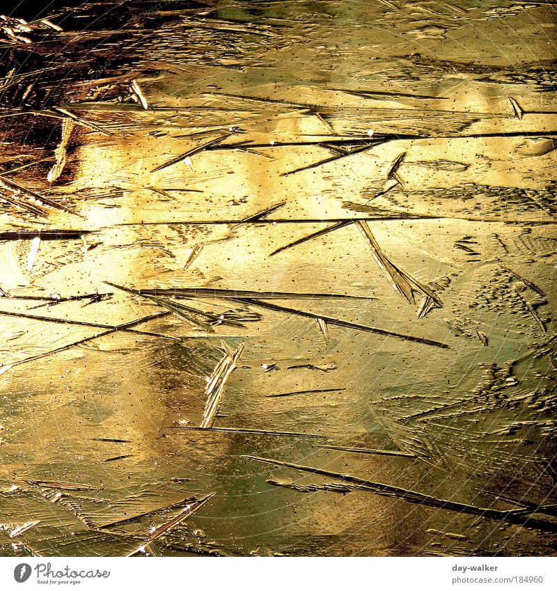Frozen Gold Urelemente Wasser Winter Eis Frost Park Teich kalt braun gelb gold rot schwarz Eisfläche zugefroren Farbfoto Außenaufnahme Strukturen & Formen