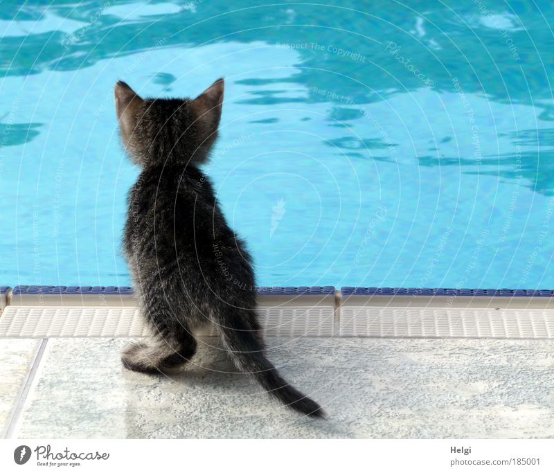 junge Katze schaut neugierig in einen Pool Tier Haustier 1 Tierjunges Stein Wasser beobachten Blick warten ästhetisch klein Neugier niedlich blau grau weiß