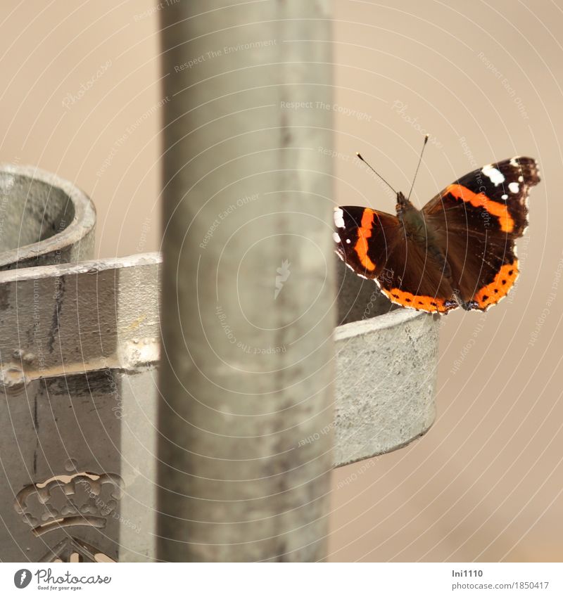 Admiral Städtereise Sonnenlicht Herbst Schönes Wetter Straßenverkehr Wege & Pfade Wildtier Schmetterling 1 Tier Metall entdecken schön kalt natürlich braun grau