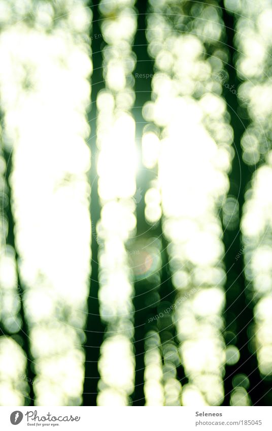 Zauberwald Umwelt Natur Himmel Sonne Sonnenlicht Herbst Klima Wetter Schönes Wetter Pflanze Baum Wald Kristalle Linie entdecken Blick ästhetisch hell Erholung