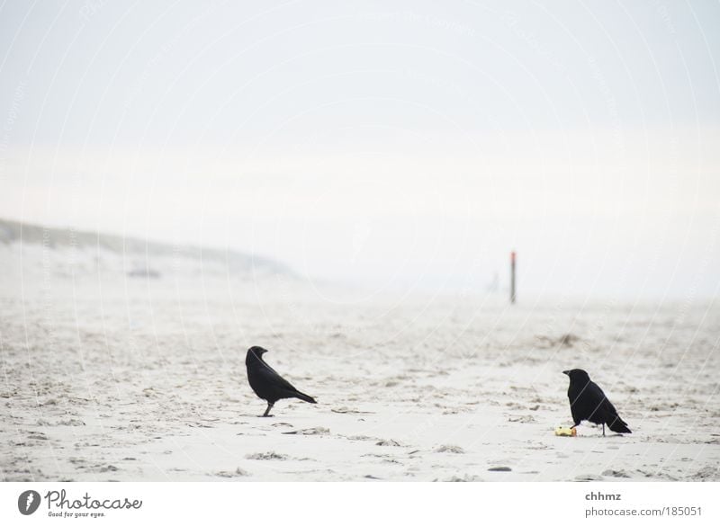 Zank am Strand Meer Insel Landschaft Sand Horizont Nordsee Vogel Rabenvögel Krähe Dole 2 Tier Holzpfahl Pfosten Stranddüne Ebbe Konkurrenz uneinig Neid