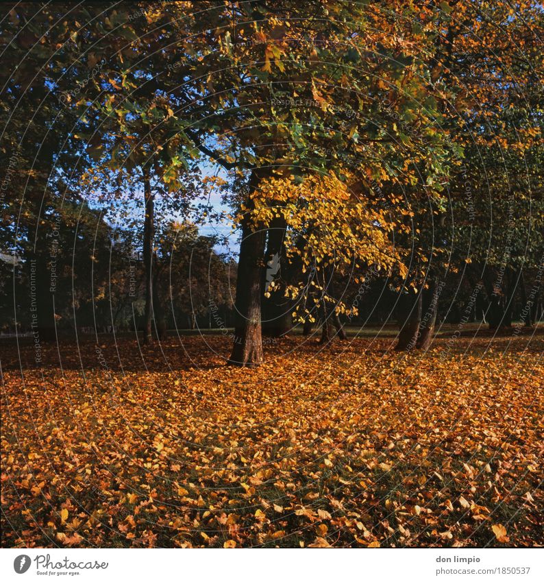 Bürgerpark Umwelt Schönes Wetter Baum Park Menschenleer dehydrieren viele gelb gold Stimmung ruhig Blatt Laubbaum Herbst analog Farbfoto Außenaufnahme