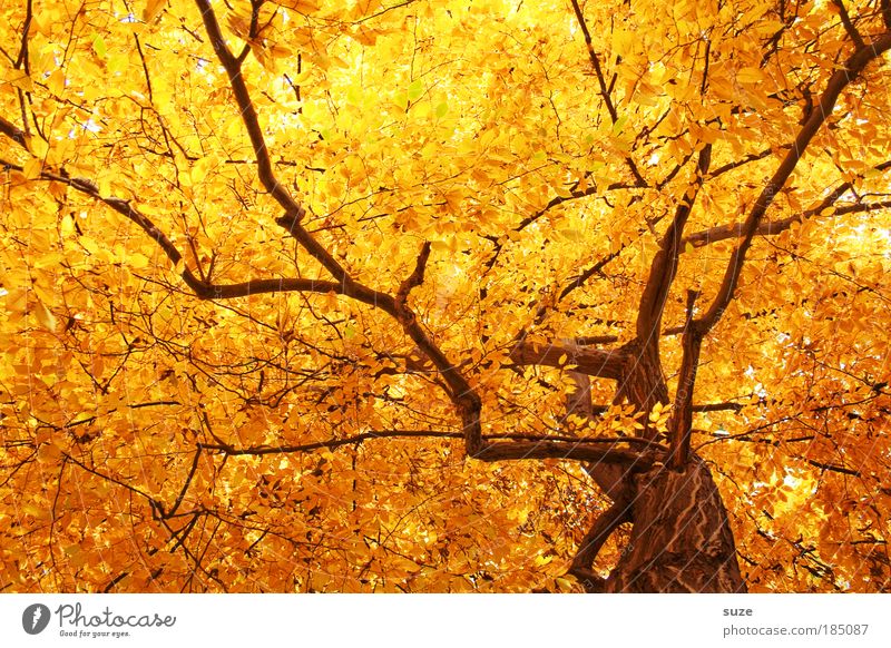 Goldrausch Umwelt Natur Herbst Baum Blatt alt fallen ästhetisch gold Gefühle Zeit Herbstlaub herbstlich Jahreszeiten Laubwald Färbung Baumkrone Baumstamm