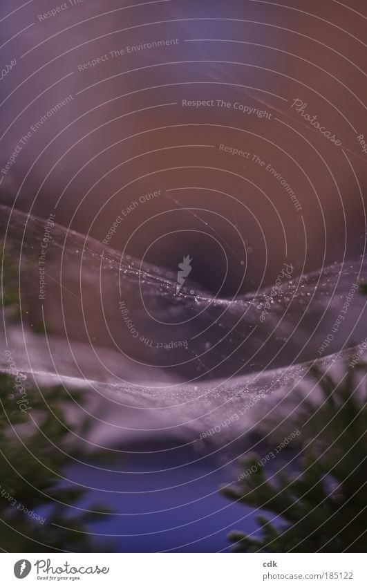 Spinnennetze im Sonnenuntergang  | Netzwerke bilden. Umwelt Natur Wassertropfen Himmel Herbst Winter schlechtes Wetter Nebel Grünpflanze Garten Park Tropfen