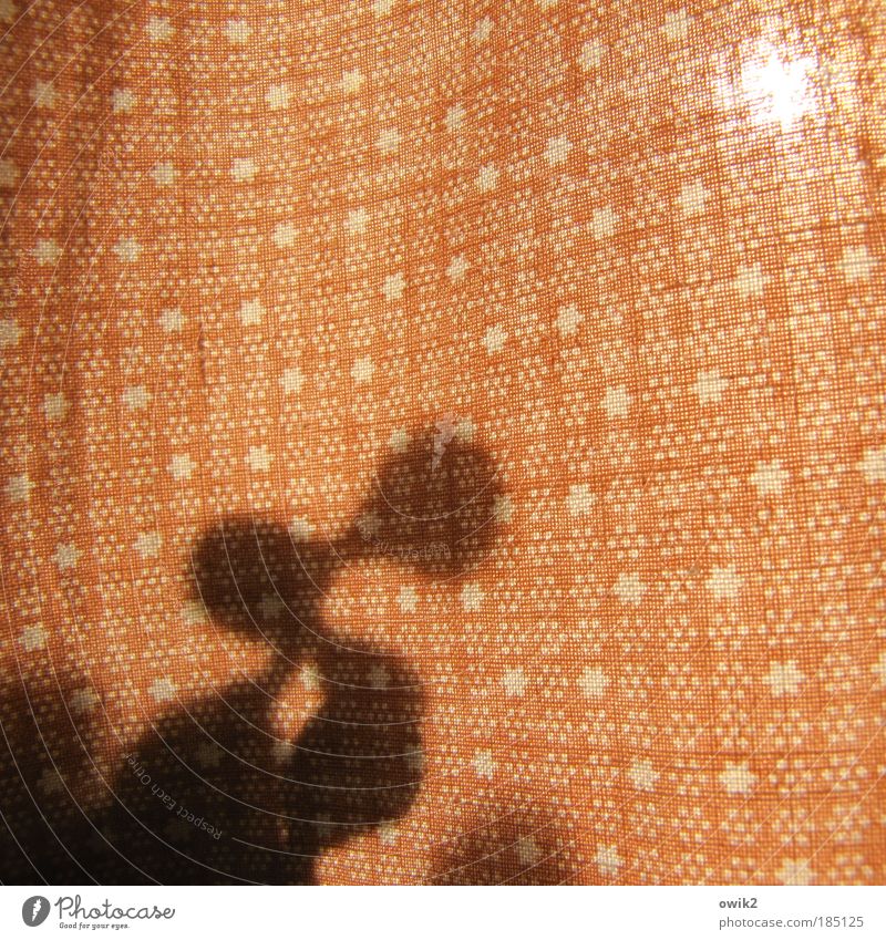 Crassula arborescens Pflanze Sonne Sonnenlicht Grünpflanze Topfpflanze Zimmerpflanze Affenbrotbaum Decke Stoff Stoffmuster Muster Stern (Symbol) Punkt Textilien