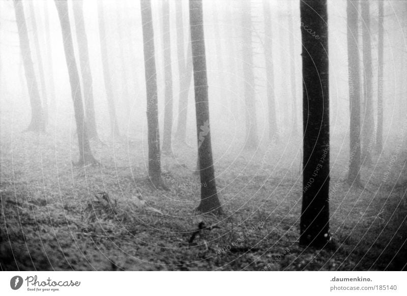 das innere nach aussen Natur Landschaft Erde Nebel Baum Wald alt atmen beobachten berühren Denken entdecken fallen ästhetisch bedrohlich dunkel schwarz weiß