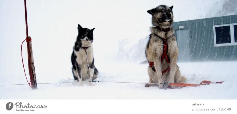 Huskies Schlittenhund Winter Schnee Berge u. Gebirge schlechtes Wetter Sturm Nebel Eis Frost Haustier Nutztier Hund 2 Tier Rudel Vorfreude Müdigkeit Husky