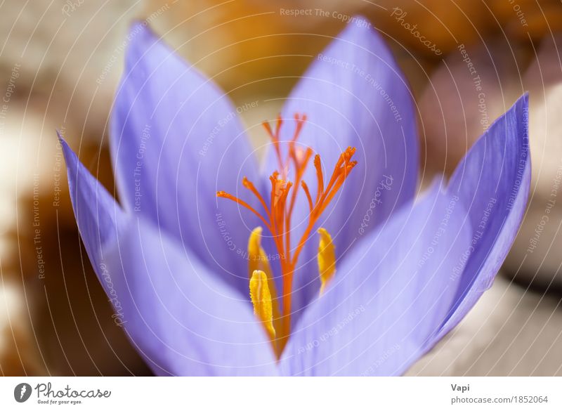 Blauer Blumenkrokus im Wald elegant Sommer Garten Tapete Natur Landschaft Pflanze Frühling Blatt Blüte frisch hell natürlich blau gelb violett Farbe Krokusse