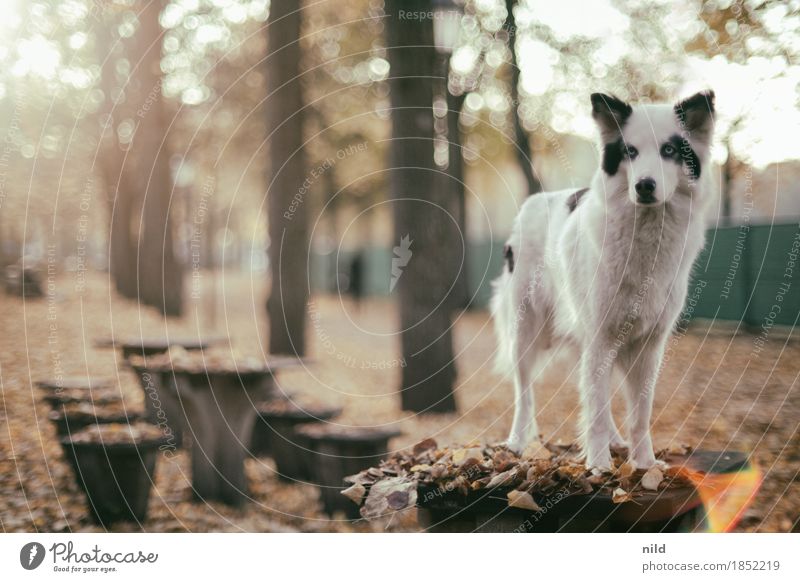 Sachi – 8 jahre jung Hund Tierportrait Herbst Laub draußen Gegenlicht Gegenlichtaufnahme Herbstfärbung Herbstwetter Haustier Begleiter Jagdhund laika