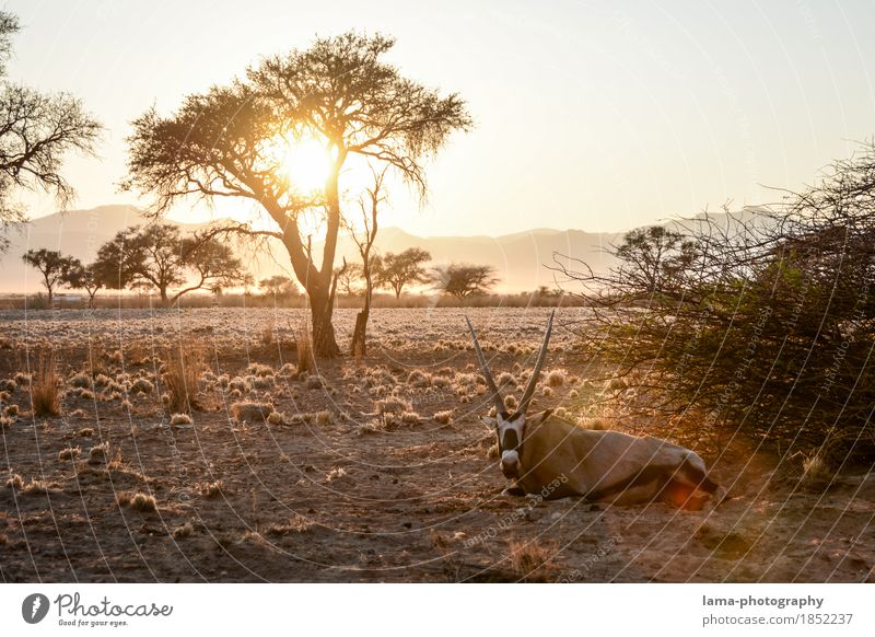 A new day. Ferien & Urlaub & Reisen Ferne Safari Sommerurlaub Sonnenaufgang Sonnenuntergang Sonnenlicht Baum Sträucher Wüste Namib Namibia Afrika Spießbock