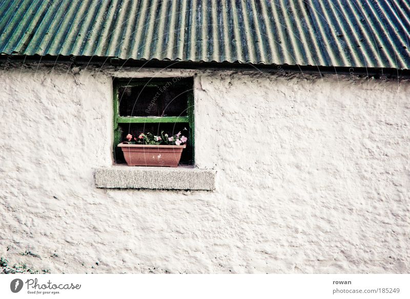 fenster zum hof Haus Einfamilienhaus Hütte Bauwerk Gebäude Architektur Mauer Wand Fassade Fenster Dach grün weiß Bauernhof Landwirtschaft Blume Blumenkasten