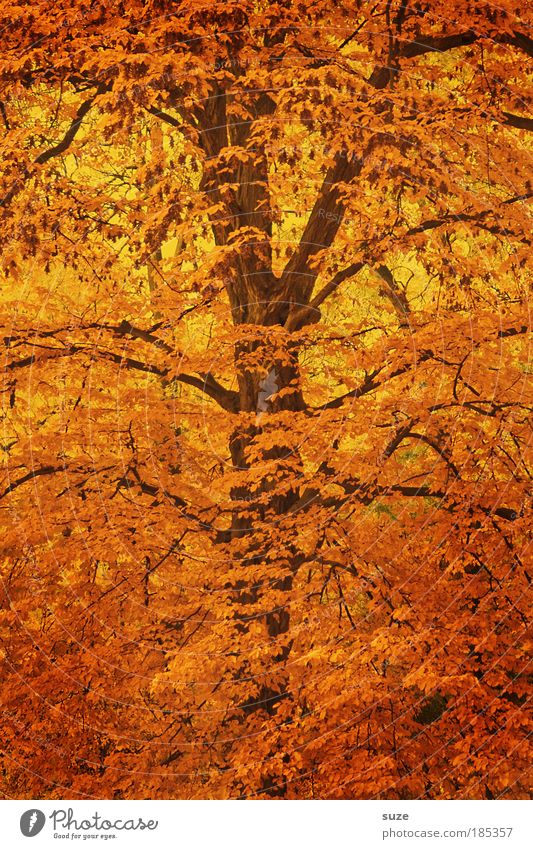 Zweigstelle Umwelt Natur Herbst Baum Blatt ästhetisch gold Gefühle Zeit Herbstlaub herbstlich Jahreszeiten Laubwald Baumkrone Herbstbeginn Herbstwald