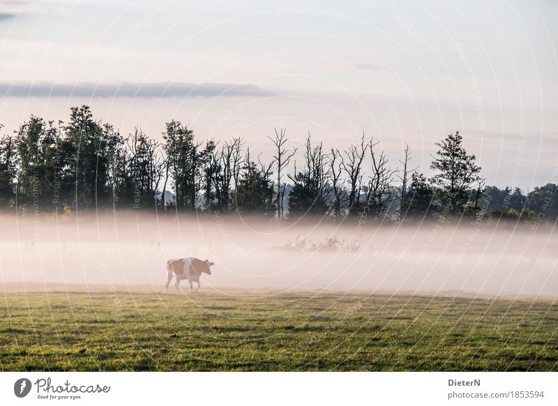 Nebelschwaden Landschaft Herbst Wetter Baum Wiese gelb grün weiß Mecklenburg-Vorpommern Kuh Nutztier Weide Farbfoto Gedeckte Farben Außenaufnahme Menschenleer