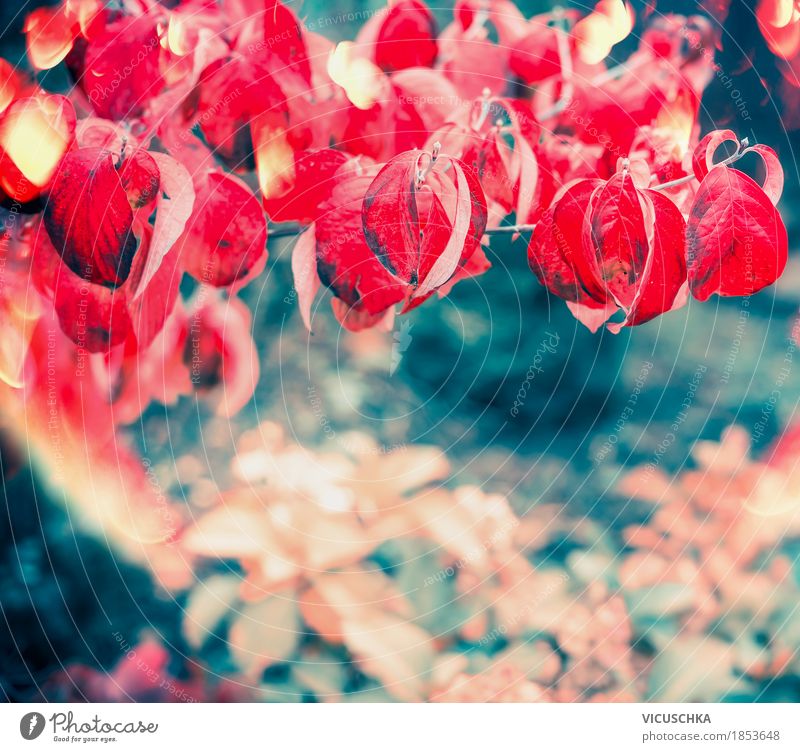 Herbst Natur Hintergrund mit roten Blätter Design Garten Landschaft Pflanze Sträucher Blatt Park gelb Stimmung Laubbaum schön Unschärfe Farbfoto Außenaufnahme