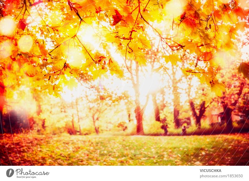 Sonniger Herbst Park Lifestyle Design Garten Natur Landschaft Sonnenlicht Schönes Wetter Baum Sträucher Blatt gelb Stimmung herbstlich Herbstlaub Herbstfärbung