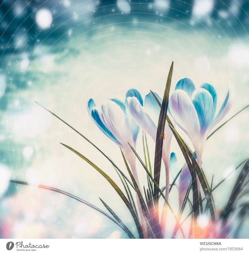 Erste Krokusse auf blauem Schnee Hintergrund Design Leben Winter Garten Natur Landschaft Pflanze Sonnenlicht Frühling Schönes Wetter Blume Blatt Blüte Park