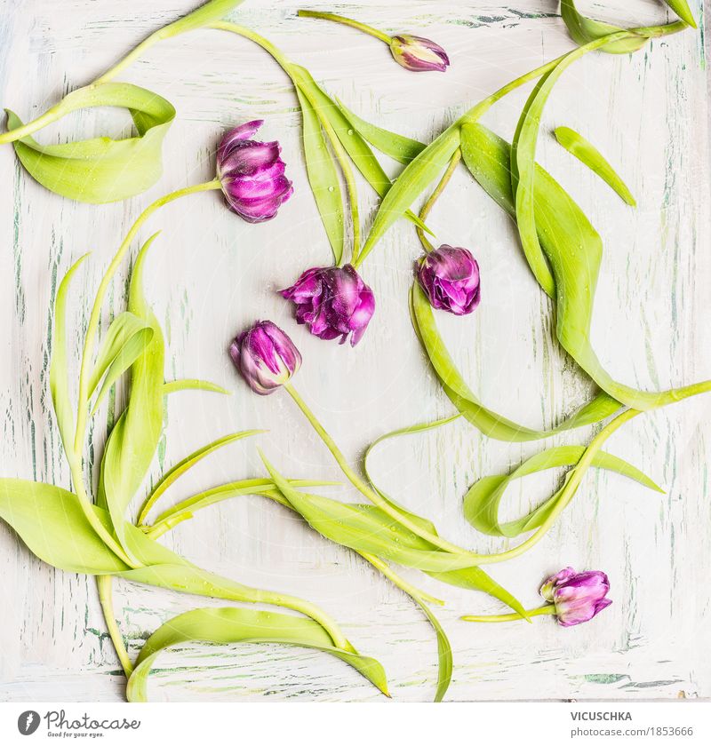 Hübsche lila Tulpen Muster elegant Stil Design Dekoration & Verzierung Veranstaltung Feste & Feiern Valentinstag Muttertag Natur Pflanze Frühling Blatt Blüte