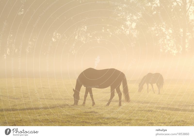 Pferde, die auf nebelhafter Weide bei Sonnenaufgang weiden lassen Sommer Natur Landschaft Tier Nebel Gras Wiese Nutztier Fressen Gelassenheit ländlich Feld