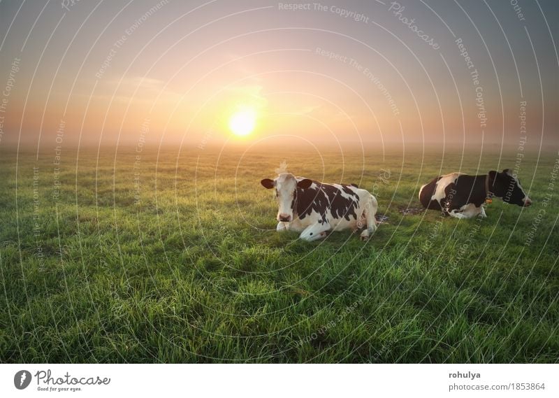 entspannte Kühe auf der Weide bei Sonnenaufgang Sommer Natur Landschaft Tier Himmel Nebel Gras Wiese Nutztier Kuh grün Gelassenheit Rind Bauernhof