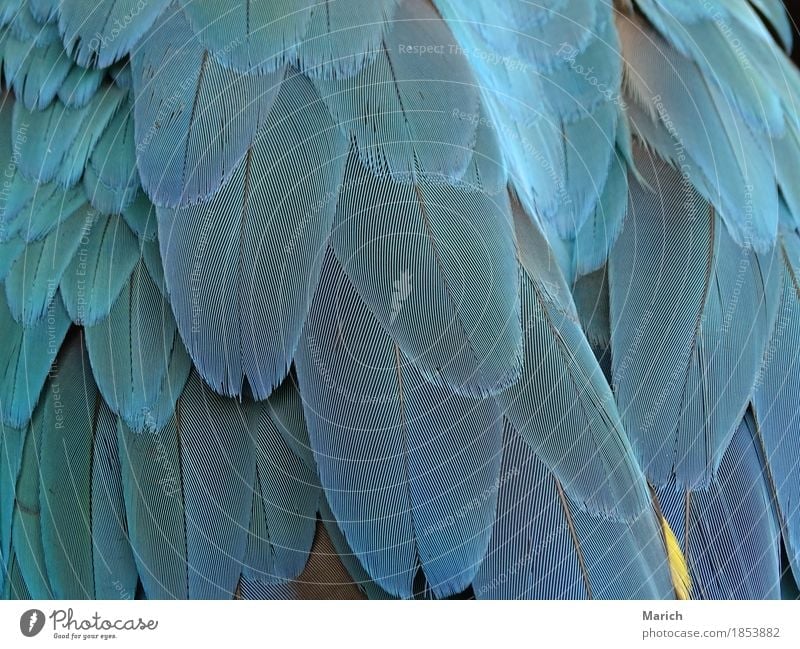 Federn eines Papageien Natur Tier Wildtier Vogel Flügel Zoo elegant exotisch nah blau Tierliebe Inspiration Papageienfedern Papageienvogel Ara Ararauna aracanga