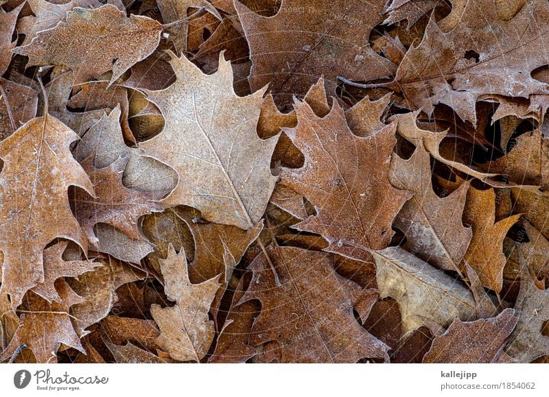 er ist wieder da Umwelt Natur Pflanze Tier Herbst Winter Eis Frost Baum Blatt Herbstlaub fallen laubhaufen Laubbaum Eiche Eichenblatt Raureif Farbfoto