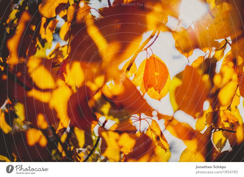 goldener Herbst V Umwelt Natur Schönes Wetter Pflanze Baum See ästhetisch Stimmung Zufriedenheit Lebensfreude einzigartig Erholung Idylle Inspiration