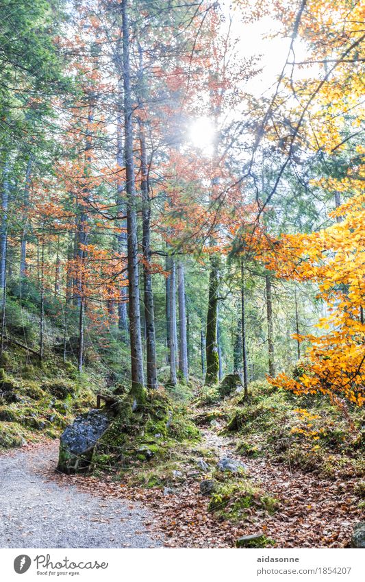 Bayrischer Wald Natur Landschaft Pflanze Herbst Schönes Wetter Baum Alpen achtsam Gelassenheit ruhig Mischwald Blatt Nadelbaum Wege & Pfade Gegenlicht Sonne