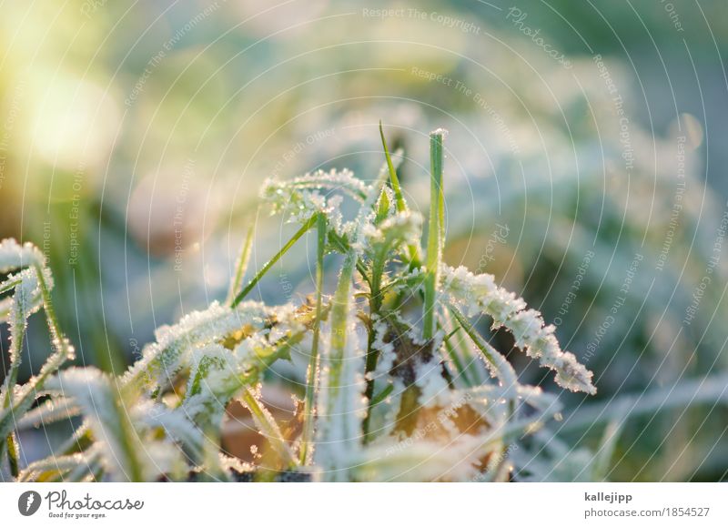 rau und reif Umwelt Natur Landschaft Pflanze Luft Wassertropfen Herbst Winter Klima Schönes Wetter Eis Frost Gras Sträucher kalt Raureif Gegenlicht Eiskristall