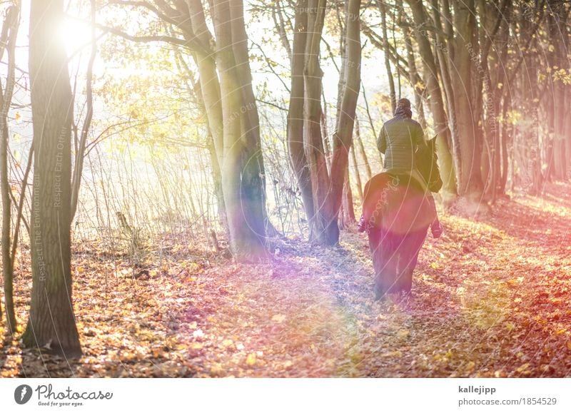 am waldesrand Freude Freizeit & Hobby Ausflug Abenteuer Ferne Freiheit Sport Fitness Sport-Training Reiten Mensch maskulin 1 30-45 Jahre Erwachsene Umwelt Natur