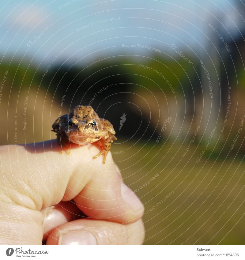 Tach! Umwelt Natur Tier Wildtier Frosch 1 beobachten sitzen Hand Finger Froschkönig Farbfoto Gedeckte Farben Außenaufnahme Nahaufnahme Textfreiraum rechts