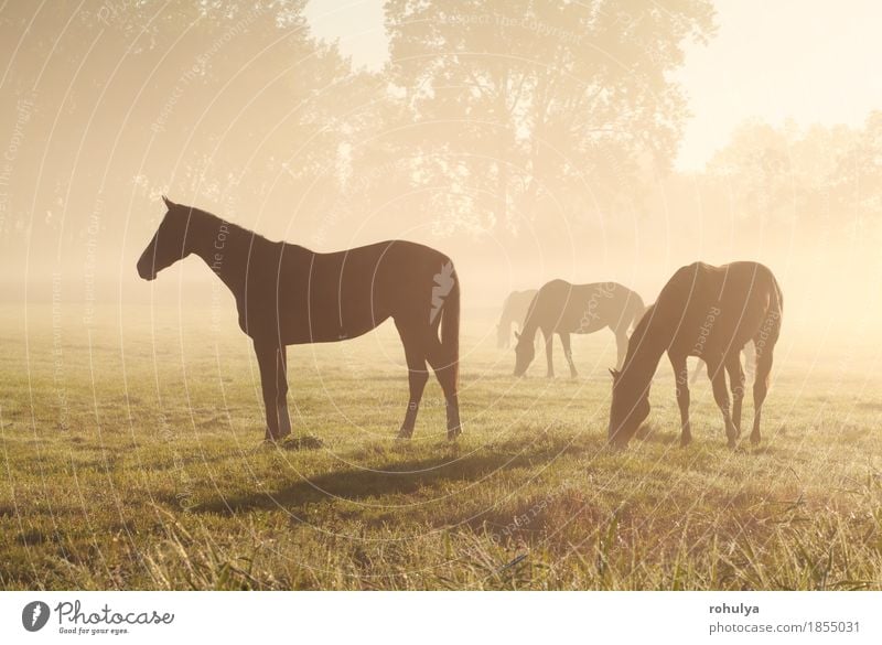 einige Pferdeschattenbilder, die auf Weide weiden lassen Sommer Natur Landschaft Tier Nebel Gras Wiese Nutztier Herde Fressen Gelassenheit sonnig Sonnenschein