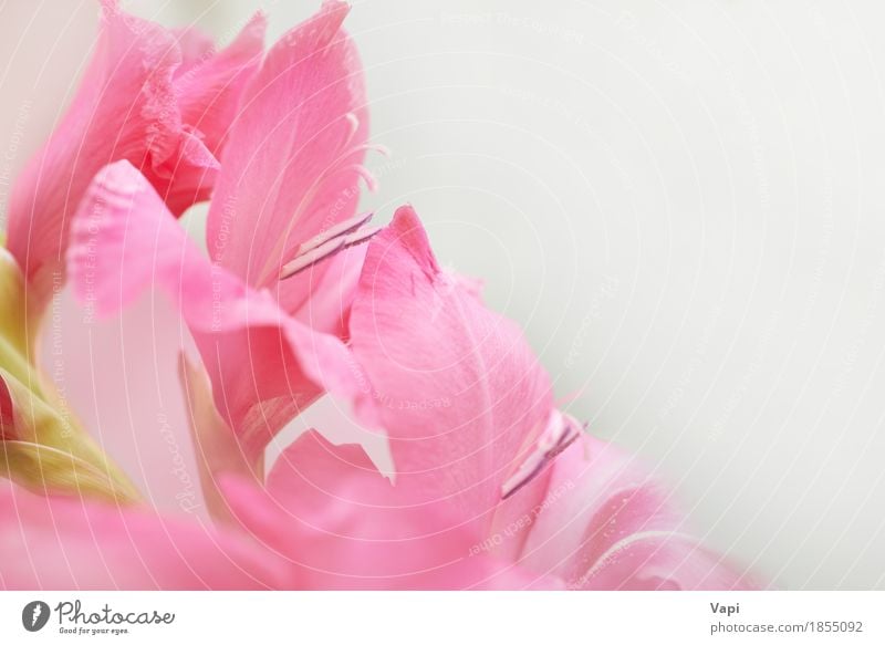 Blumenstrauß von schönen roten und rosa Gladiolen Design Sommer Garten Dekoration & Verzierung Natur Pflanze Blatt Blüte Liebe frisch hell natürlich weich grün