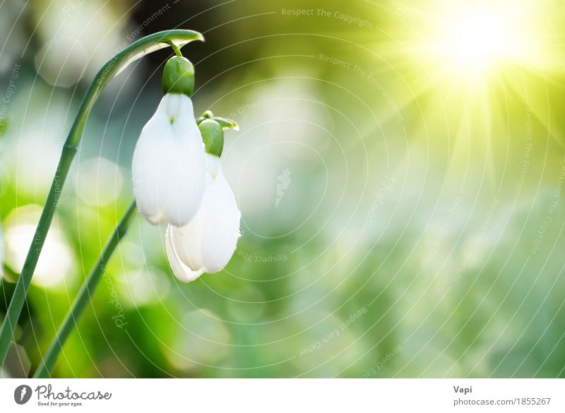 Weiße Blumen des Schneeglöckchen-Frühlinges Sonne Winter Garten Menschengruppe Umwelt Natur Landschaft Pflanze Wassertropfen Sonnenaufgang Sonnenuntergang