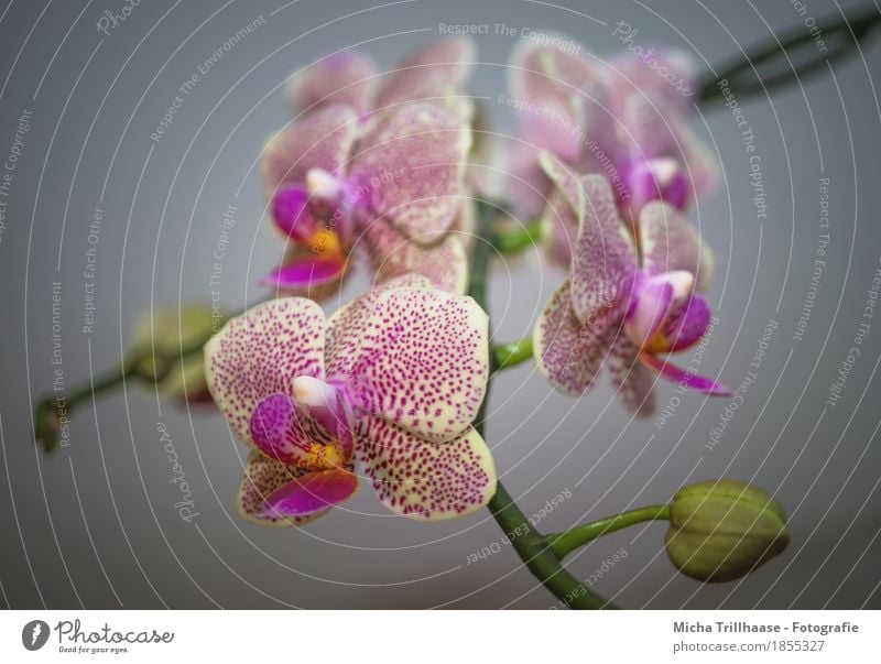 Blütenzweig Orchidee Wohnung Dekoration & Verzierung Natur Pflanze Blume Blatt Topfpflanze exotisch Blumenstrauß Blühend Duft hängen leuchten Wachstum