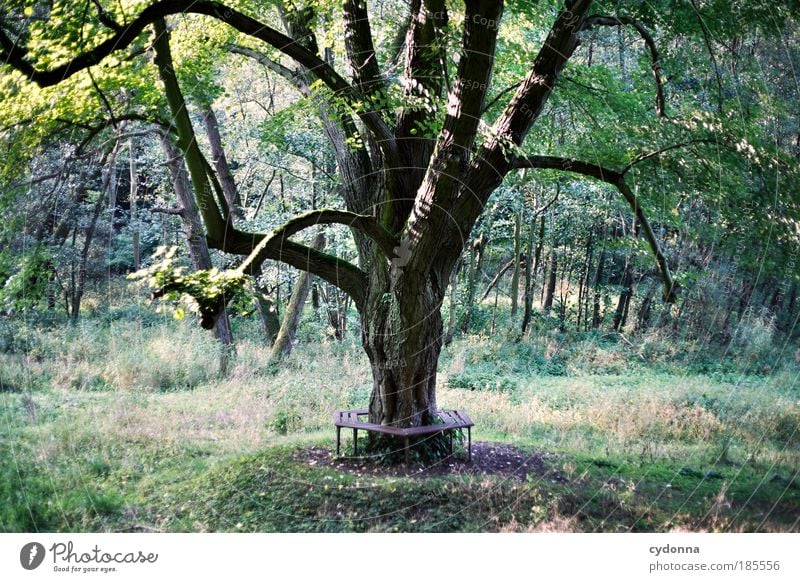 Verweile doch! Leben harmonisch Wohlgefühl Zufriedenheit Erholung ruhig Ausflug Freiheit wandern Umwelt Natur Landschaft Baum Gras Grünpflanze Wald ästhetisch