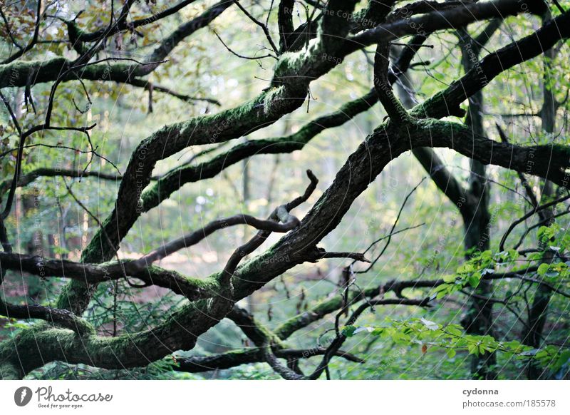 Geäst Erholung ruhig Umwelt Natur Baum Wald Urwald ästhetisch einzigartig Erfahrung Freiheit geheimnisvoll Idylle Leben nachhaltig Netzwerk schön Umweltschutz