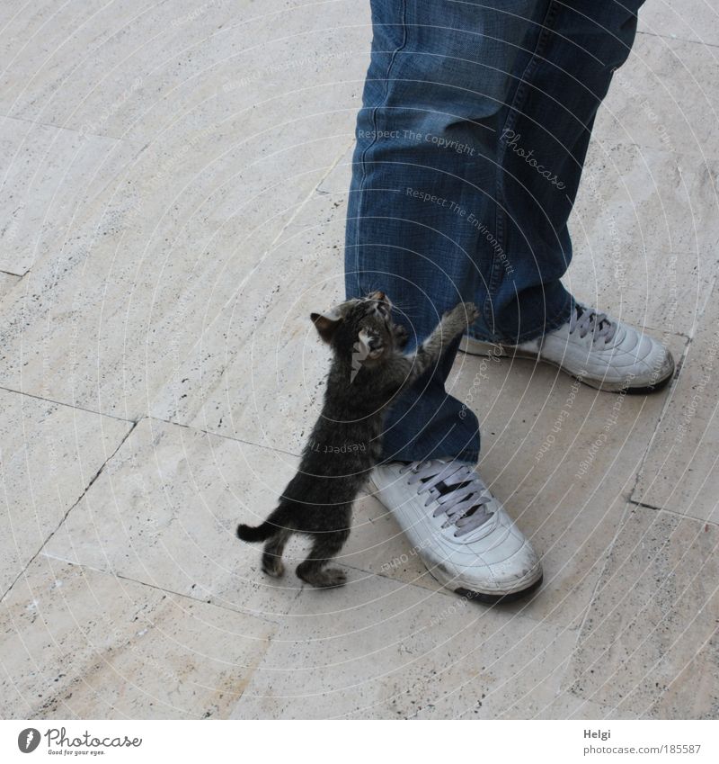 junges Kätzchen hält sich an einem Männerbein in Jeans und Schuhen fest Mensch maskulin Beine Fuß 1 Bekleidung Hose Turnschuh Tier Haustier Katze Tierjunges