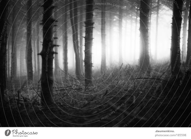 dualität Natur Landschaft Erde Herbst Nebel Baum Wald alt beobachten berühren Denken entdecken fallen ästhetisch bedrohlich dunkel Gefühle Stimmung Müdigkeit