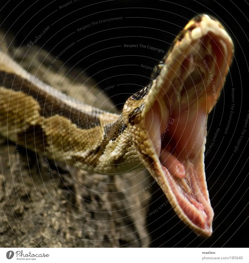 AAA-SAGEN Haut Mund Tier Schlange 1 Aggression bedrohlich exotisch nah Appetit & Hunger gefährlich gefräßig Langeweile dehnen Dehnübung Zahnreihe Kieferwinkel