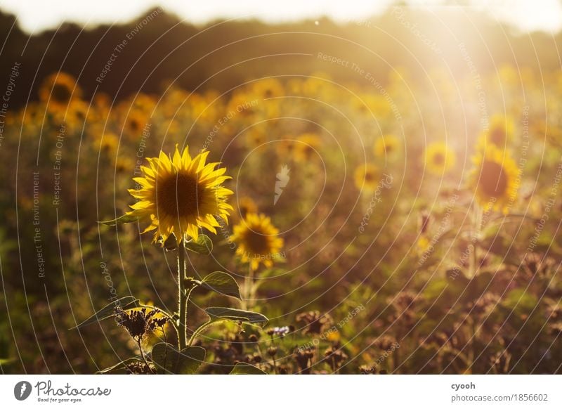 Sommererinnerung gegen Novembergrau! Natur Landschaft Blume Blüte Feld Freundlichkeit Fröhlichkeit rund Wärme gelb gold Zufriedenheit Lebensfreude Energie