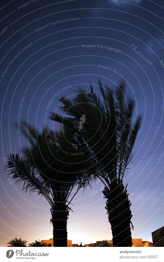 Heller Horizont Palme Baum Dubai Vereinigte Arabische Emirate Nacht Sternbild Himmel kleiner wagen Silhouette