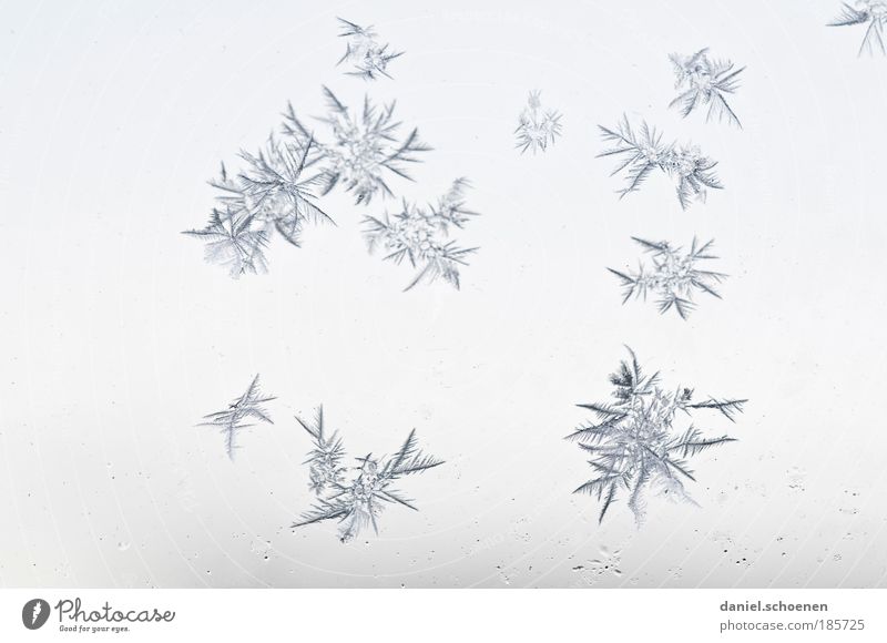 Blumen Eis Frost kalt blau weiß Winter Eiskristall Hintergrund neutral filigran Kristallstrukturen Makroaufnahme