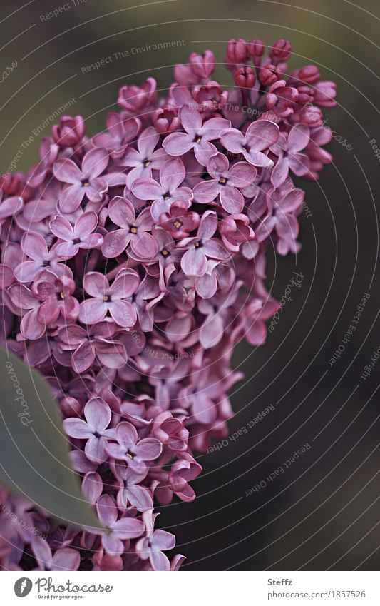 ein blühender und duftender Fliederstrauch Fliederblüten Fliederbusch Fliederduft Fliederfarben Frühlingserwachen Frühlingsblüten Blütenblätter violette Blüten