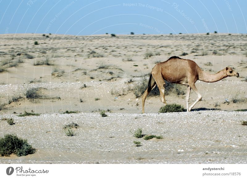 Freilaufendes Kamel Dromedar Dubai Tier heiß Verkehr Wildtier Wüste hatta Sand Stranddüne